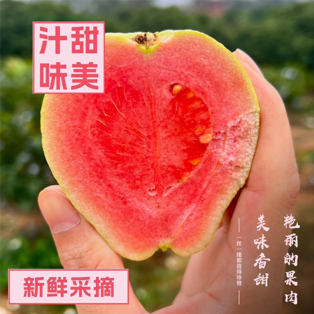 【全爸专属】广东胭脂红心芭乐红心番石榴软糯新鲜水果红心1斤起