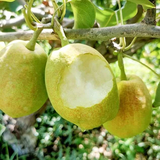 全爸农产品新疆库尔勒香梨全母梨新鲜水果酥甜香梨整箱发货