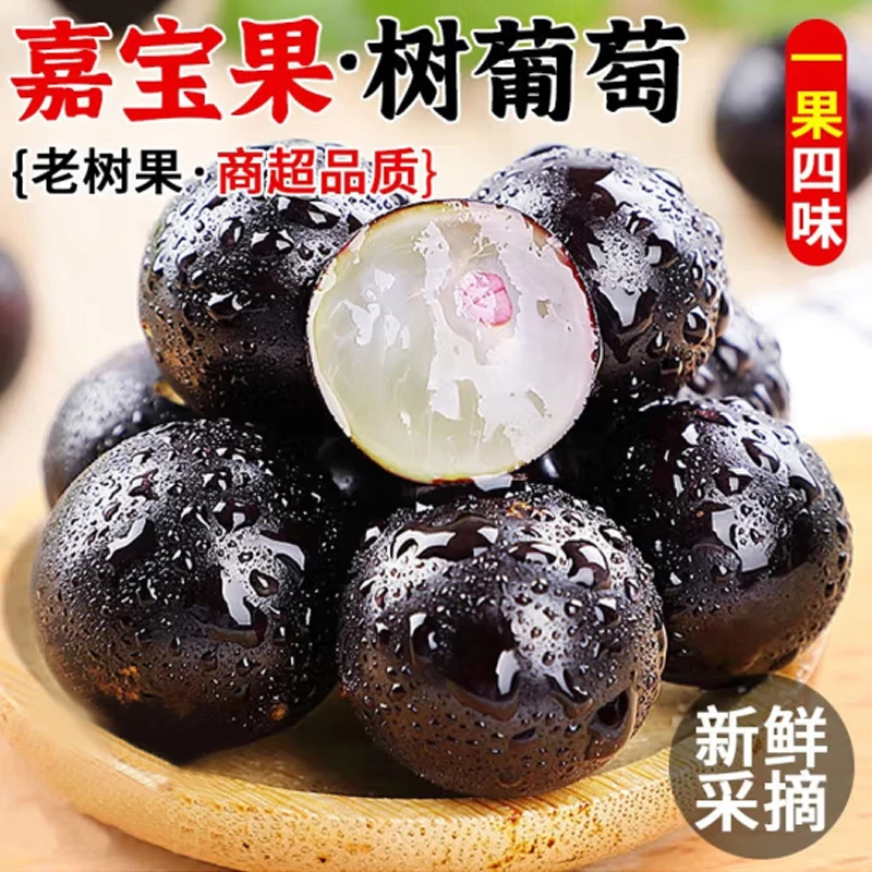 【全爸专属】嘉宝果鲜果新鲜沙巴树葡萄鲜果孕妇水果酸甜多汁1斤