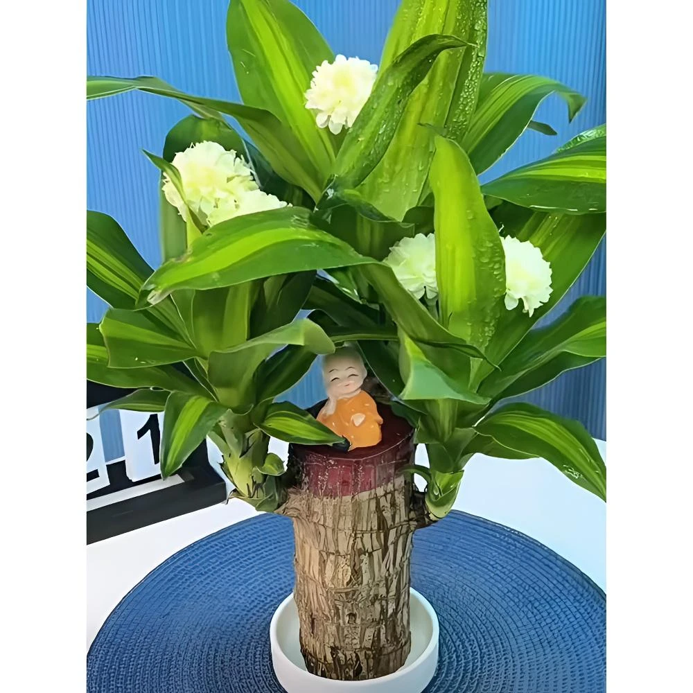 【基地直销】带芽室内巴西木清凉植物水养盆栽格鲁特树人水培幸运木