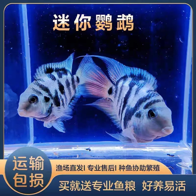 迷你鹦鹉鱼淡水热带耐活观赏鱼苗活体宝蓝白金成鱼可繁殖种鱼