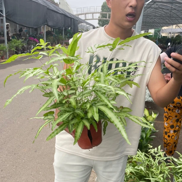 【花相见】银线蕨好养好看盆栽花卉绿植