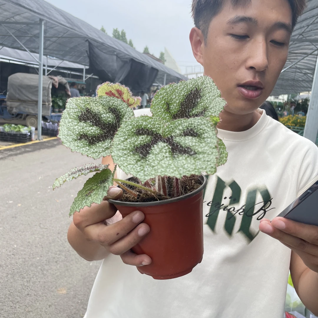 【花相见】帝王海棠好养好看盆栽花卉绿植