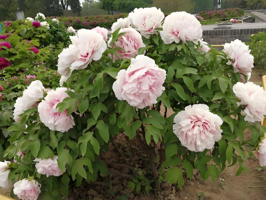 【赵粉】正宗洛阳重瓣牡丹花苗北方耐寒盆栽地栽室内庭院花卉牡丹苗