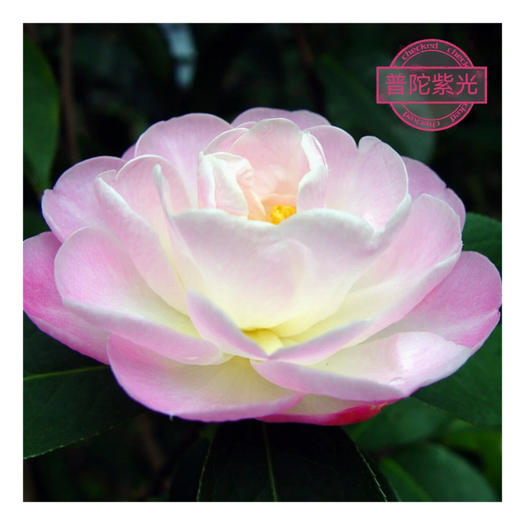 普陀紫光【云涛茶花】品种茶花精选阳台花园庭院植物观赏花卉