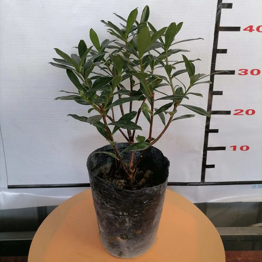 【瑞香~云涛花卉】阳台庭院花园绿植花卉盆栽开花香味四季常绿包邮