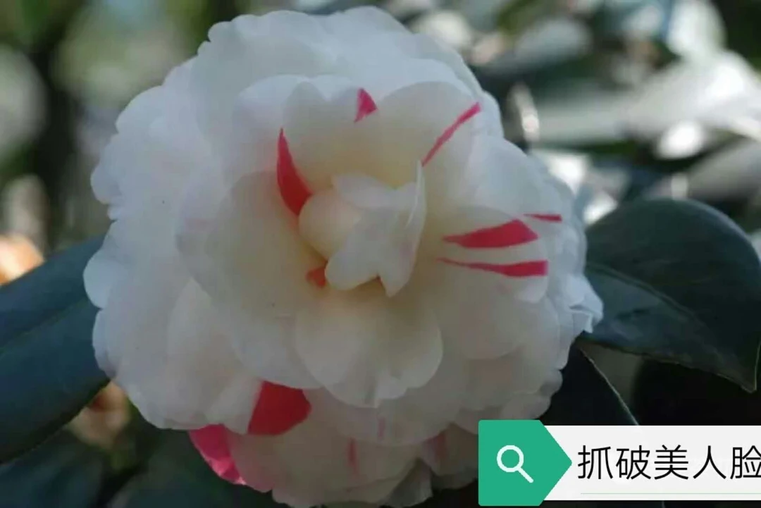 抓破美人脸【云涛茶花】品种茶花正版阳台花园庭院植物观赏花卉