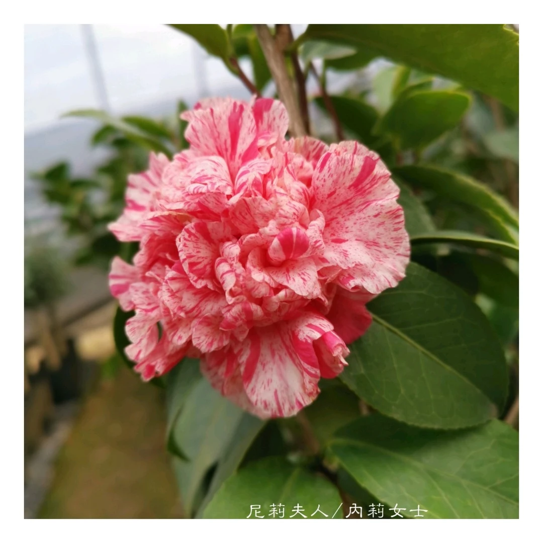 尼丽夫人【云涛茶花】品种茶花正版阳台花园庭院植物观赏花卉