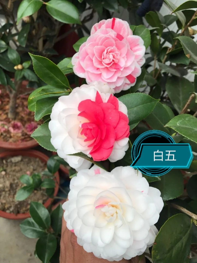 白五【云涛茶花】品种茶花正版阳台花园庭院植物观赏花卉