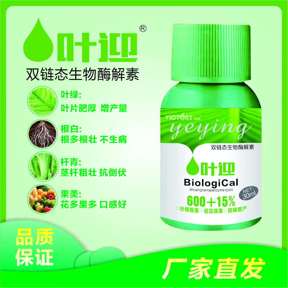 叶迎双链肽生物酶解素叶绿 杆青 根白增产氨基酸叶面肥