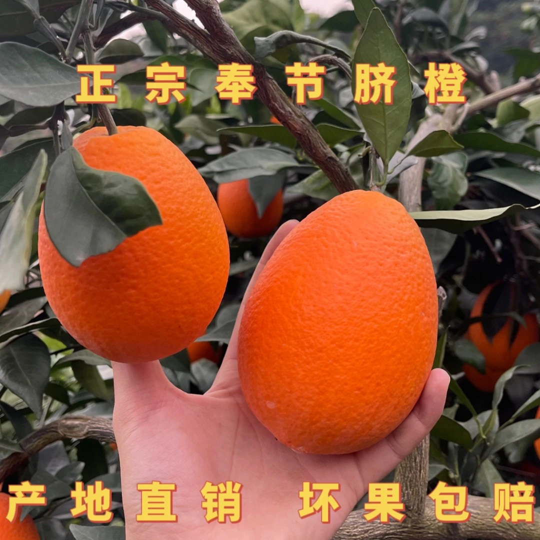 正宗奉节脐橙产地直销现摘现发天然维C10斤20斤 精品套袋礼盒顺丰
