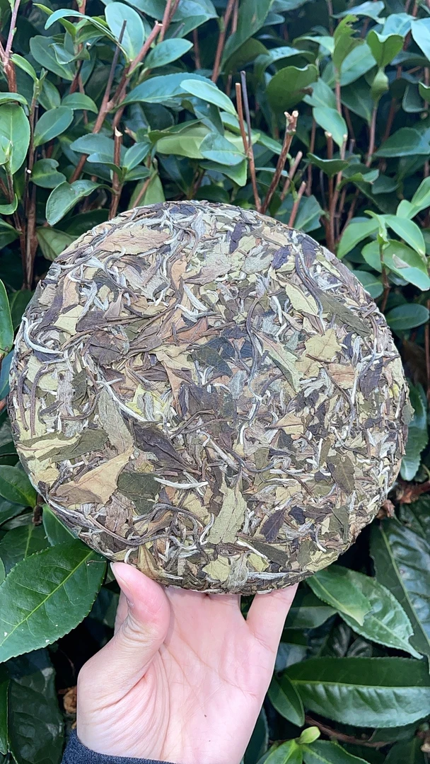 2023福鼎白茶【霜韵】寒露饼自己茶园基地茶老树采摘