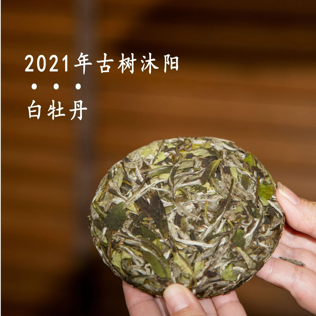 【2021古树沐阳】福鼎白茶70年老树采摘传统工艺松压白牡丹