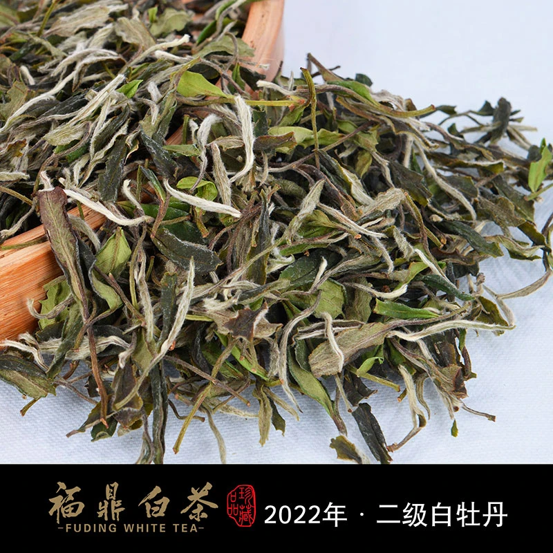 2022福鼎白茶磻溪黄岗村高山花香白牡丹