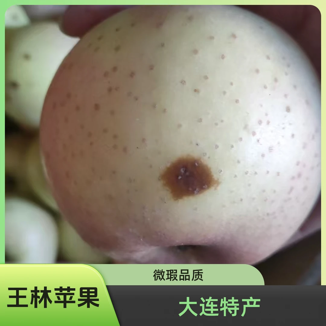 大连王林树膜微瑕疵苹果