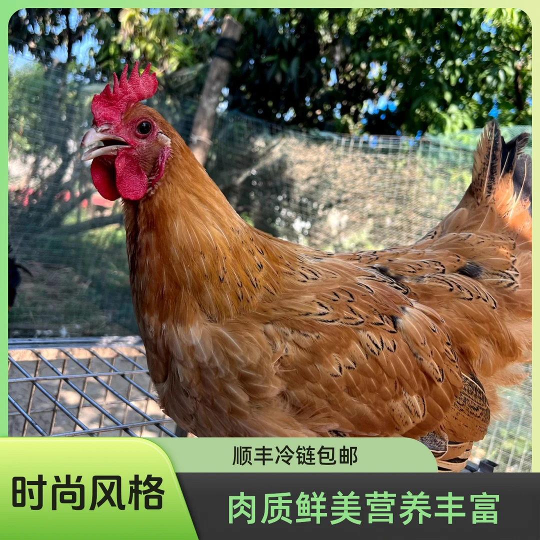 改价链接【正宗农村散养纯粮喂养一年以上母鸡】顺丰冷链