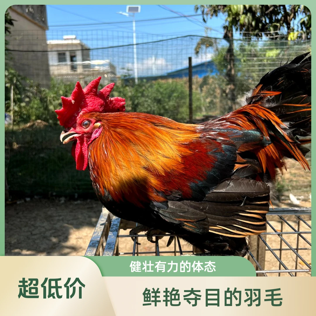 正宗农村纯粮散养一年内溜达土公鸡生态营养美味健康顺丰冷链包邮