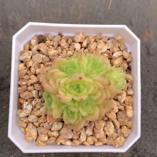 齐哥精品多肉植物花园