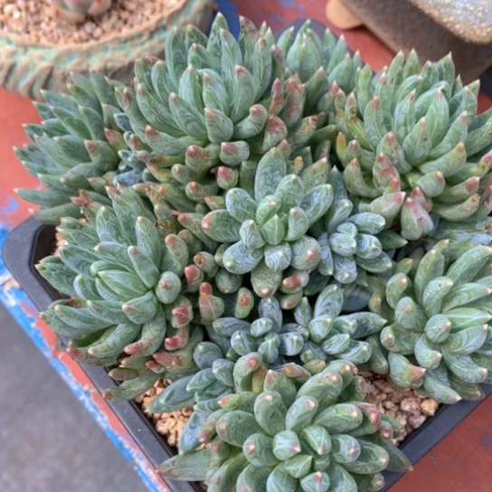 齐哥精品多肉植物花园