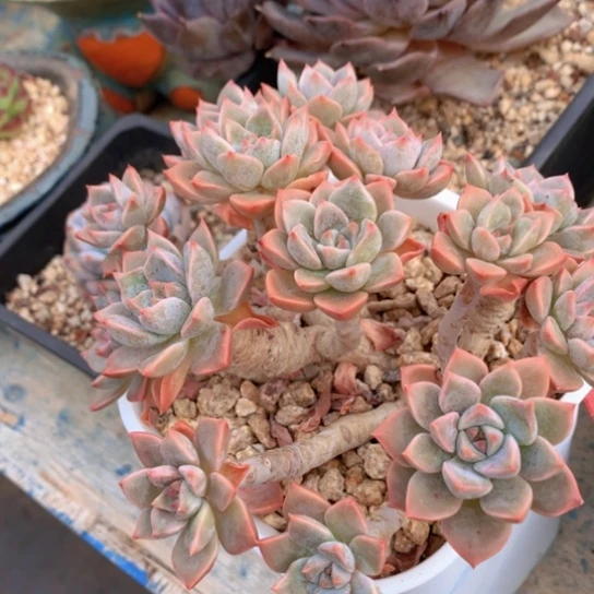 齐哥精品多肉植物花园