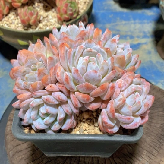 齐哥精品多肉植物韩橙