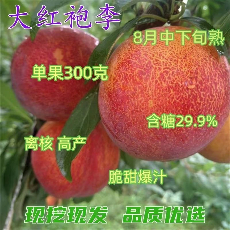 特大李大红袍黄皮果大果蜂糖脱骨耐寒耐旱盆栽地栽南北方种植