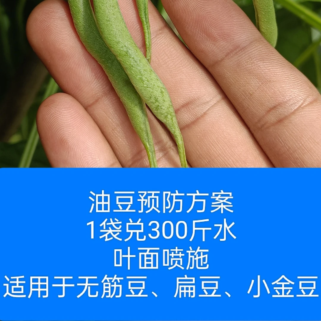 无筋豆扁豆小金豆预防油豆病微量元素水溶肥保花保果