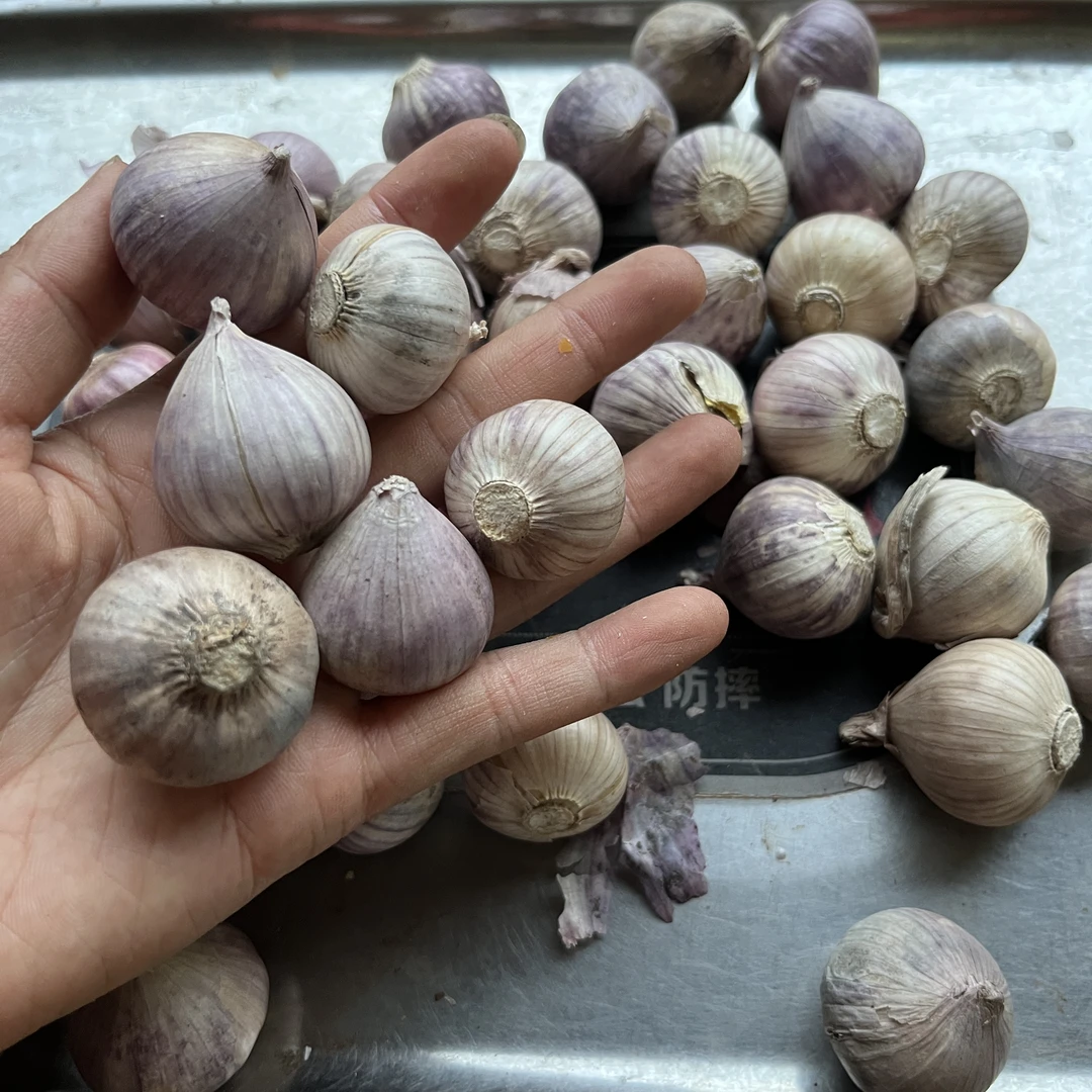 独头蒜，云南农家正宗独头蒜