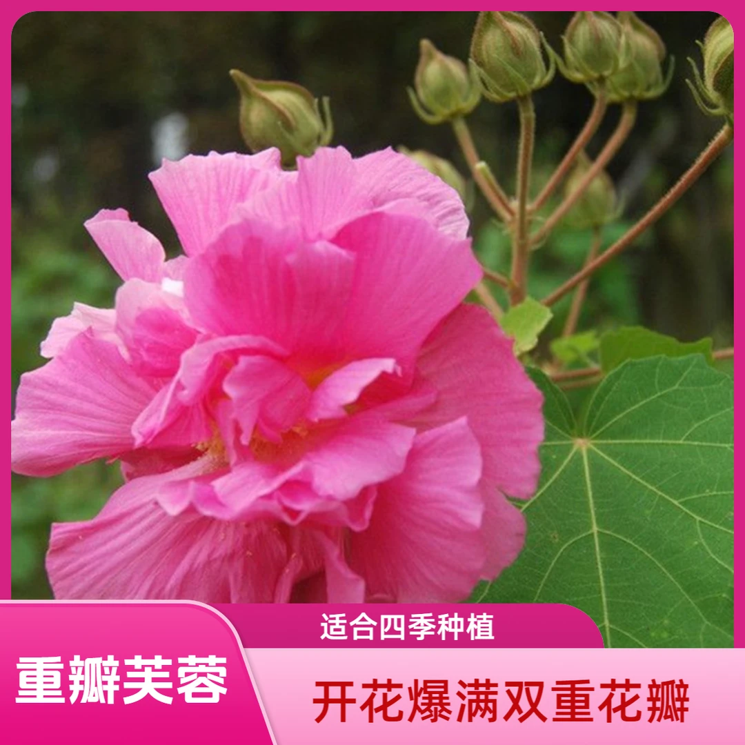 宏钦盛蓉花苗庭院阳台盆栽秋冬牡丹花开花变色耐寒植物