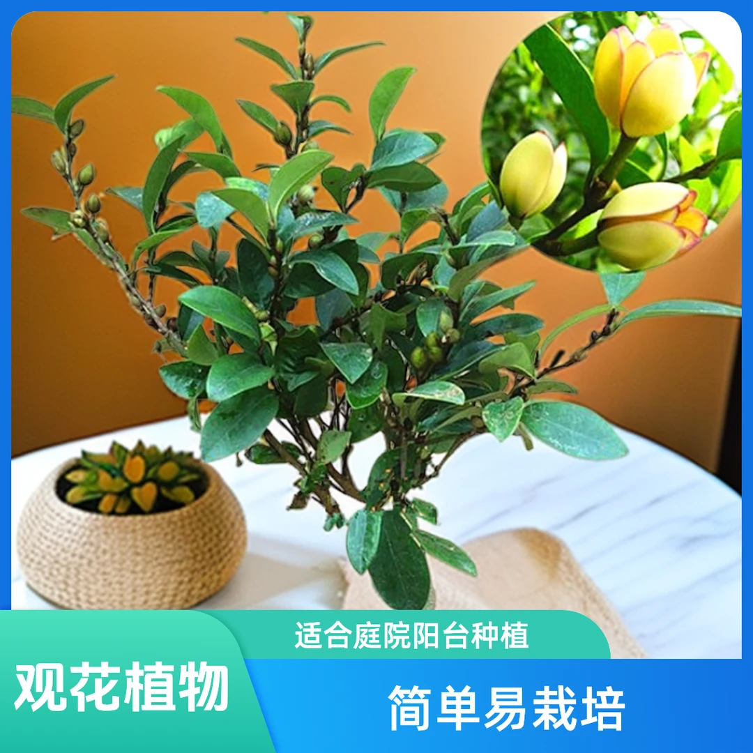宏钦盛含笑花苗香妃花树浓香型植物庭院阳台当年开花四季青耐寒