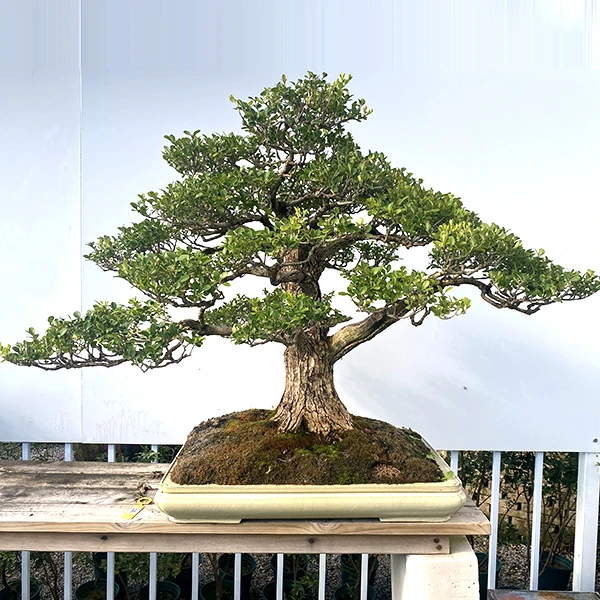 （一物一拍）松树/真柏/杂木盆景