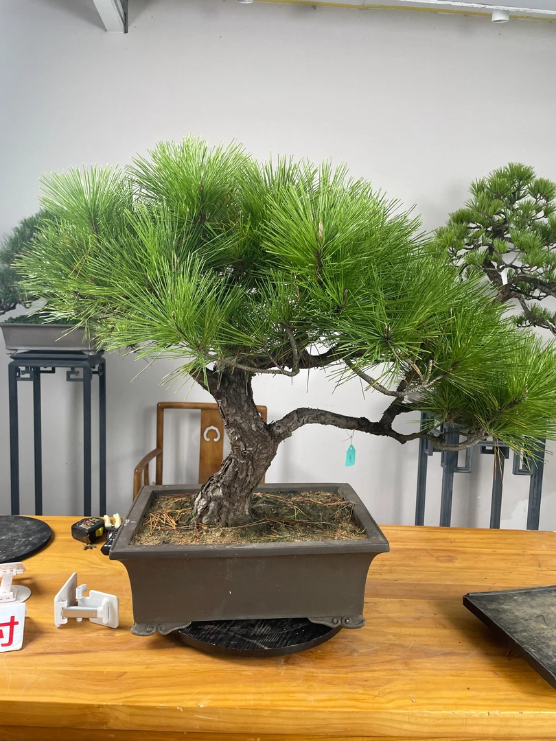 中国黑松精品盆景