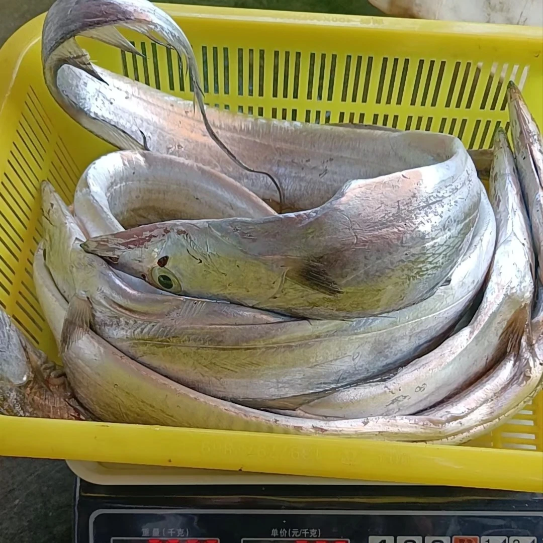 镜面带鱼，快艇上岸