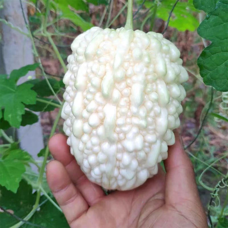 白玉苹果苦瓜种子高产春天四季蔬菜种子水果白色苦瓜高产早熟苦瓜
