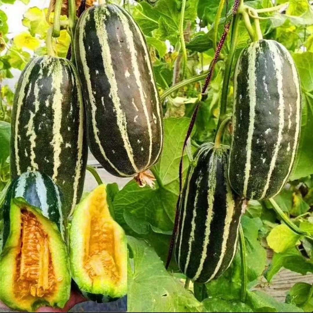 【冰糖子甜掉牙甜瓜种子】青皮羊角蜜香瓜籽春季四季庭院水果种子