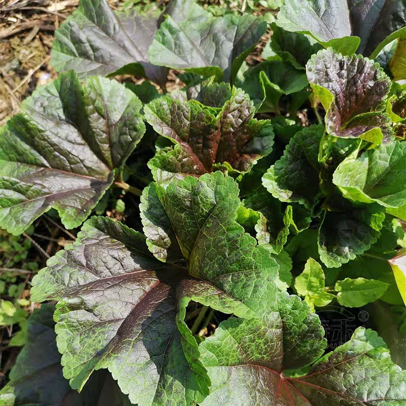 冬寒菜种子糯米冬寒菜种子种植冬寒菜蔬菜种子冬苋菜阳台菜园盆栽