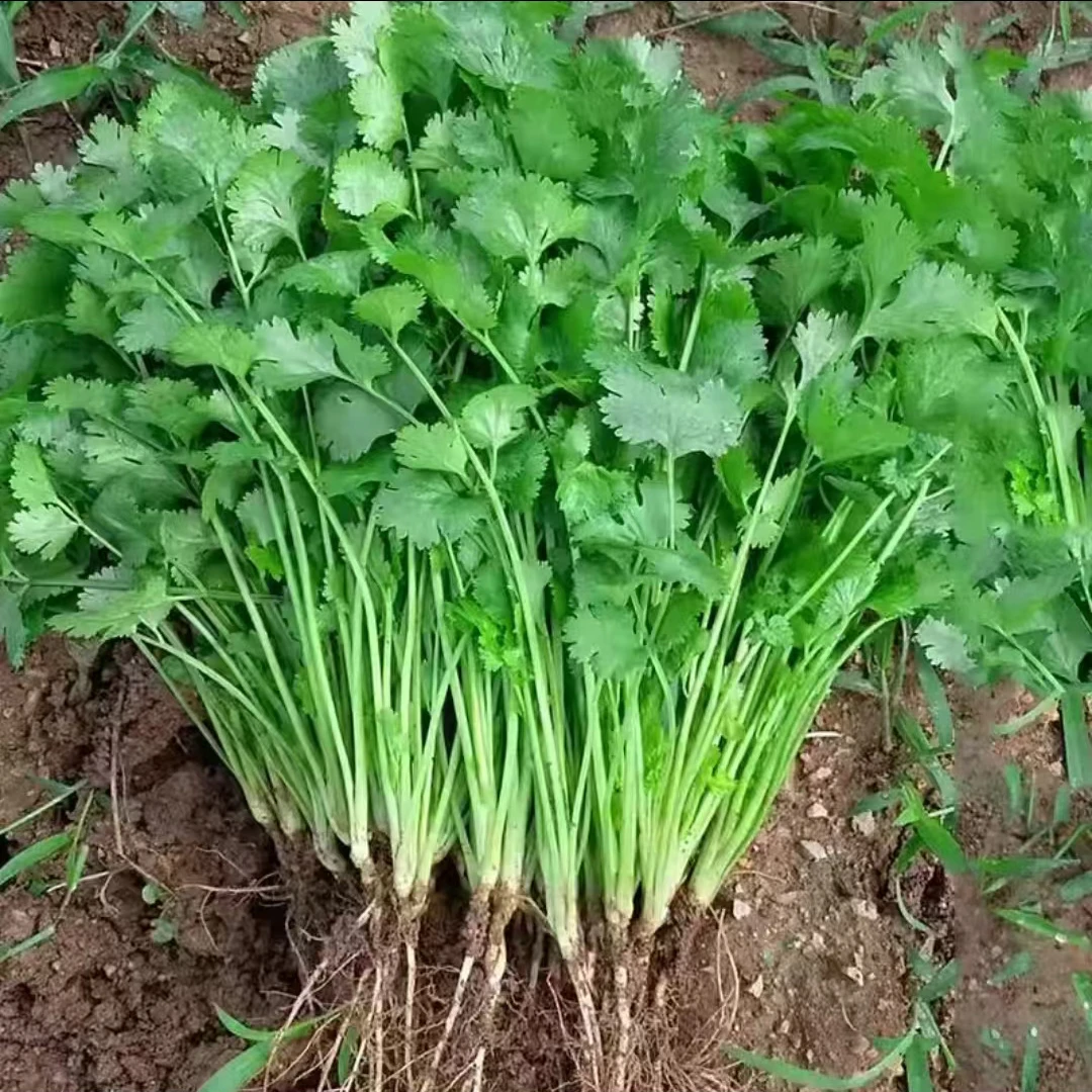 【速生香菜种子】四季大叶香菜种子浓香高产香菜阳台盆栽蔬菜种子