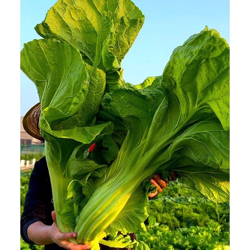 【包心芥菜种子】大芥菜种子腌制酸菜芥菜高产早熟阳台盆栽蔬菜种