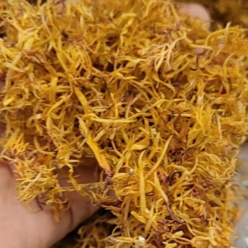 广东南澳赤菜（海萝）润滑爽口，稠而不腻，散装包装1～500g包邮