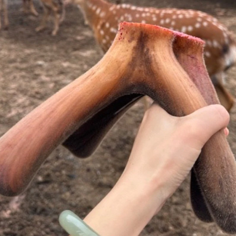 ［老弟推荐］新鲜 鹿茸 场地直发 以实物称重为准