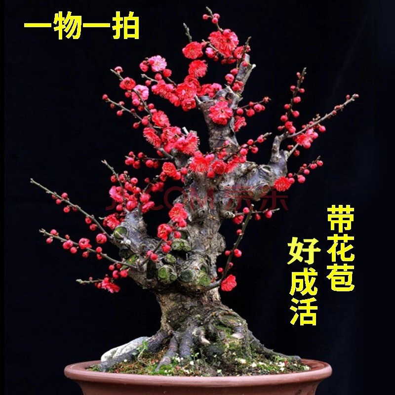 梅花老桩盆景耐寒盆栽南北方适宜种植