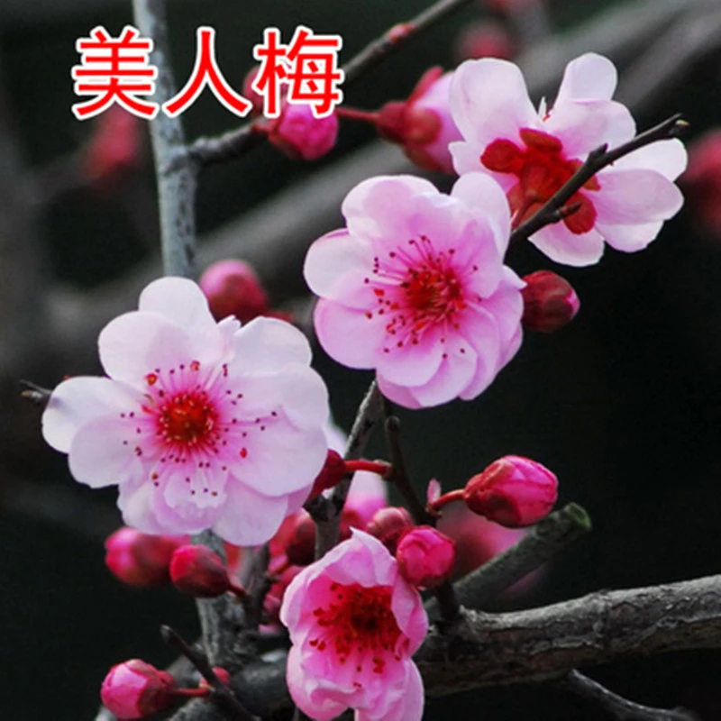 庭院植物 梅花盆景 梅花苗 红梅 盆栽