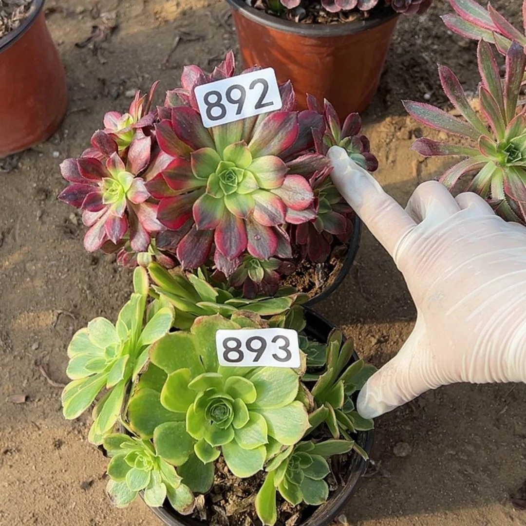 【闪购商品】892-893
