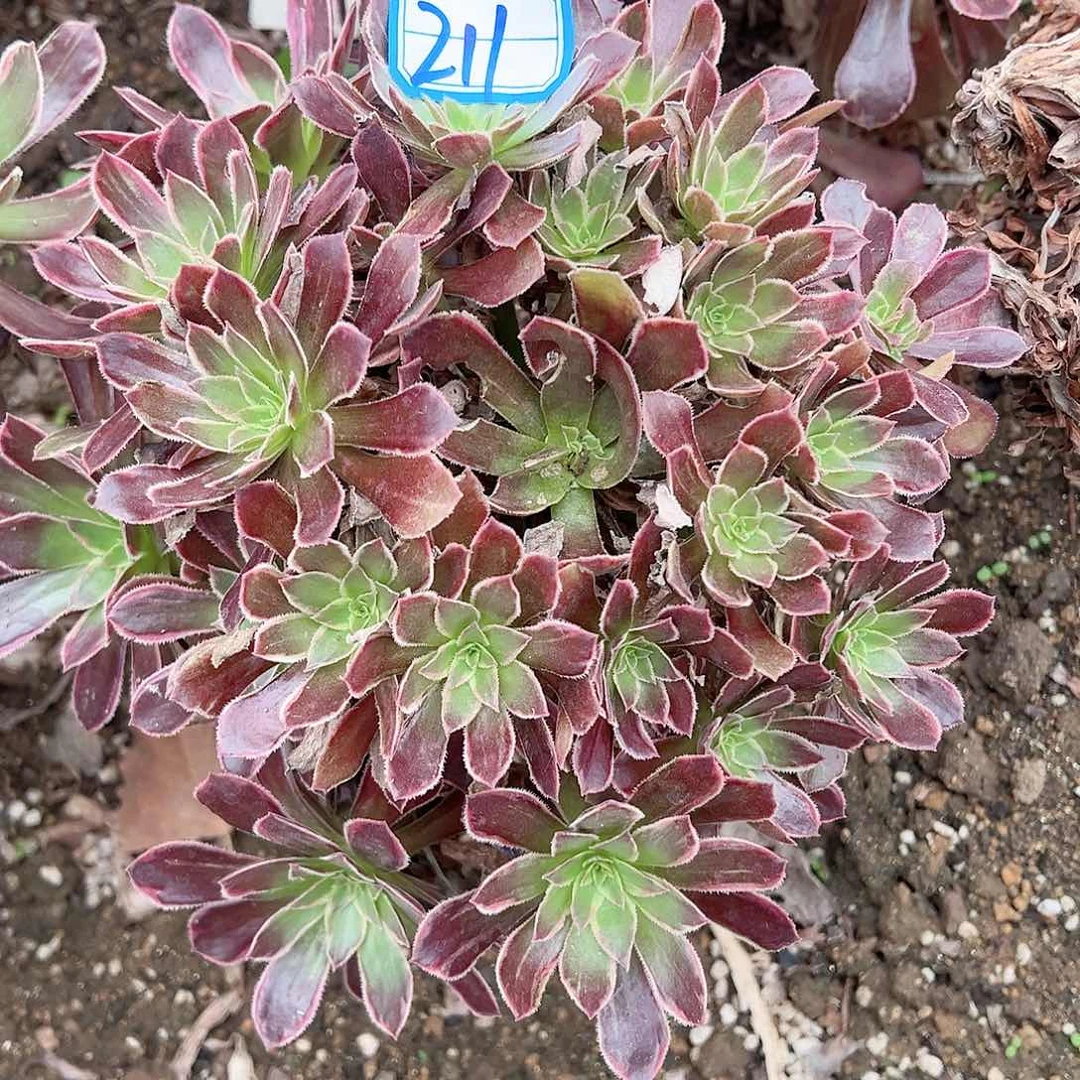 叶子有伤多肉植物211号