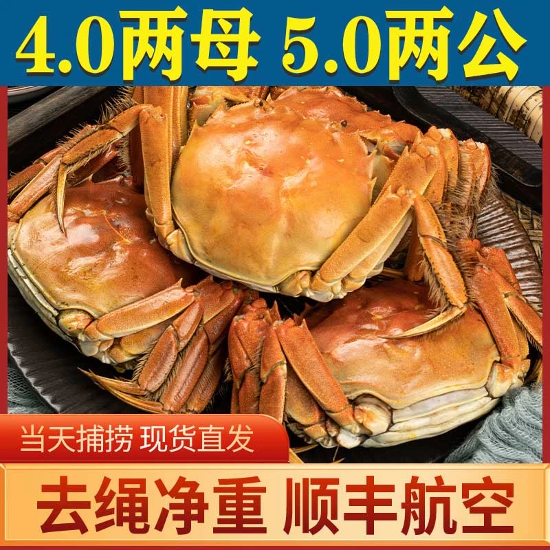 【活蟹现发】大闸蟹12/10只全母（公5两 母4两）现货鲜活螃蟹礼盒洪湖