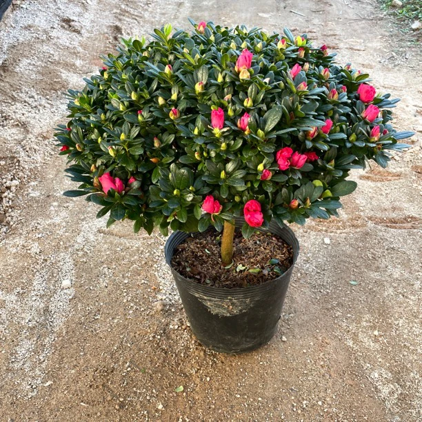 杜鹃花四季开花绿植盆栽室内室外好养易活绿植冬天不落庭院地栽