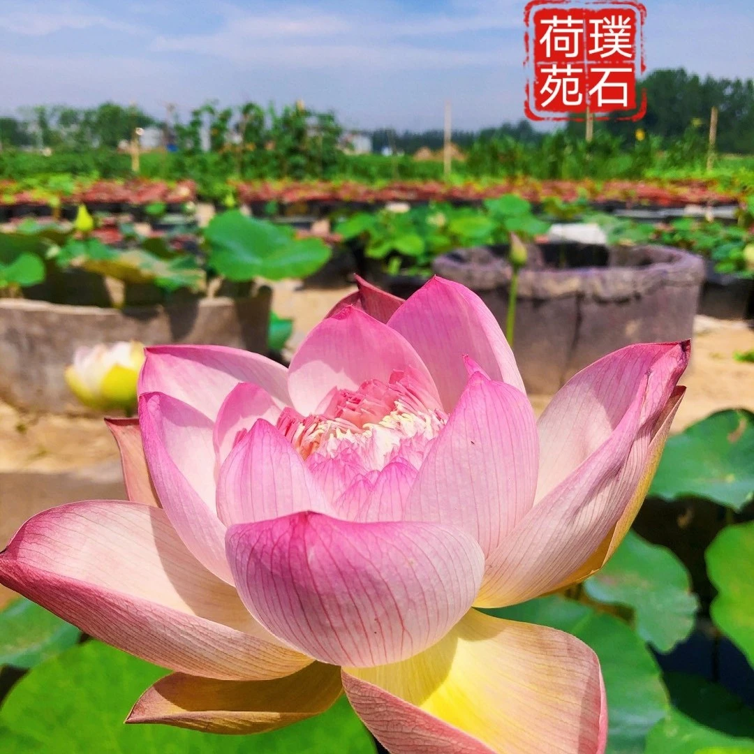 《巨无霸》中大型观赏荷花网红荷花鲜切花水生花卉庭院露台夏季粉色