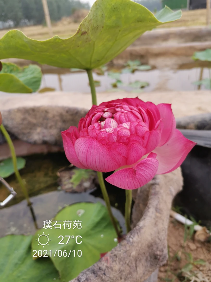 《齐鲁彩灯》粉色重瓣中型荷花观赏荷花庭院水池盆栽水生花卉
