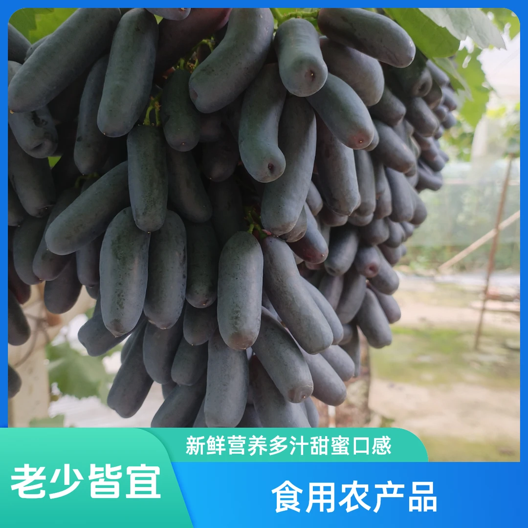 顺丰包邮蓝宝石葡萄金手指黑提美人指老少皆宜新鲜营养多汁甜蜜口