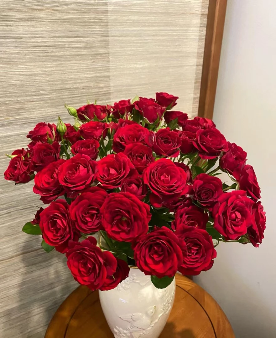 【红丝绒】+【蓝色风暴】阳台庭院盆栽地栽 四季重复开花好养月季